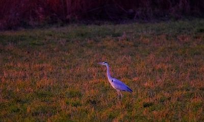 Ardea cinerea siva caplja DSC_0968x31012020pb