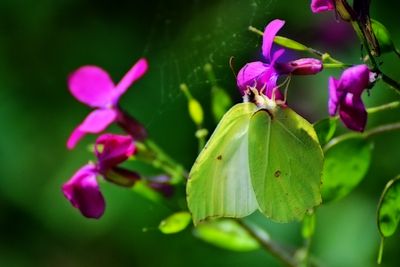 gonepteryx_rhamni_citroncek