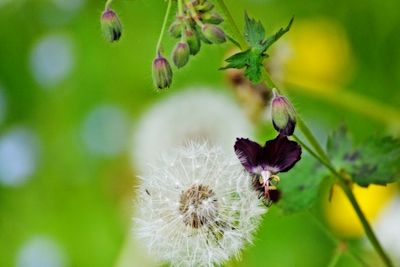 wild_flowers_plant
