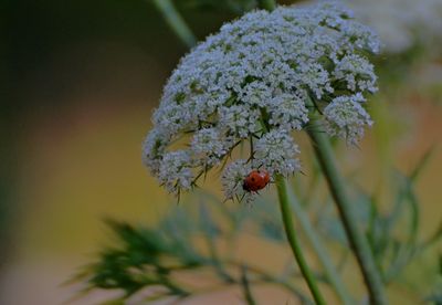 insects