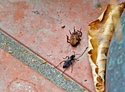 insects