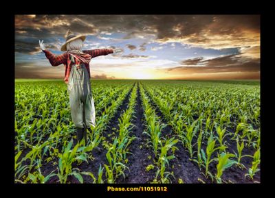 The Cornfield