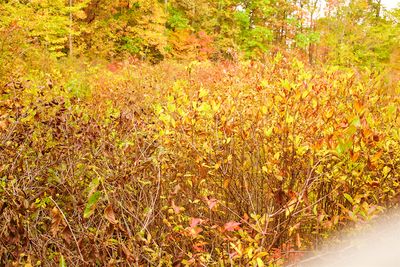 Autumn Color in a Wetland
