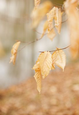 Last Seasons  Beech Leaves in Early Spring