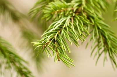 Evergreen Needles in Spring