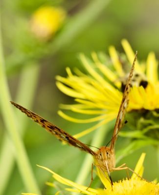 Greater Fritillary Butterfly