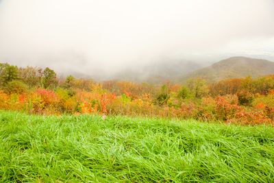 Mountain Meadow in Autumn