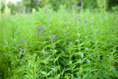 Blue Vervain in a Meadow