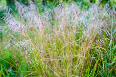 Silvergrass Growing in a Meadow