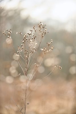 Meadow in Late Winter