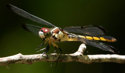 Beidler Dragon