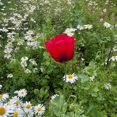 A Picture A Day
