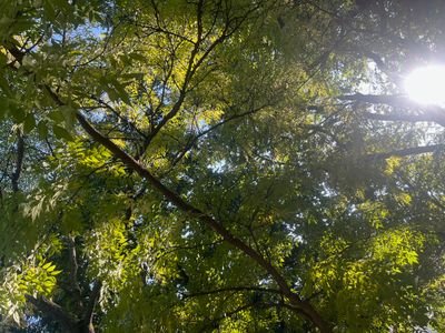 A Picture A Day