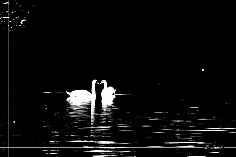 Sem03 Cygne D7-22_003R2