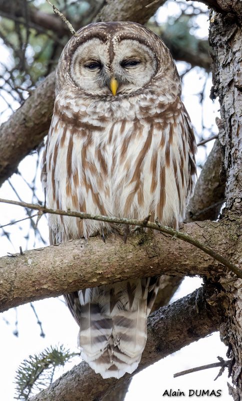 Chouette Raye - Barred owl