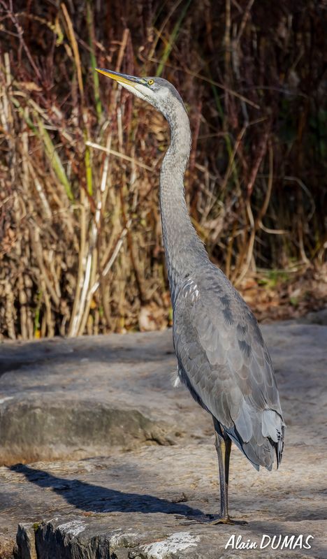 Grand Hron - Great Blue Heron