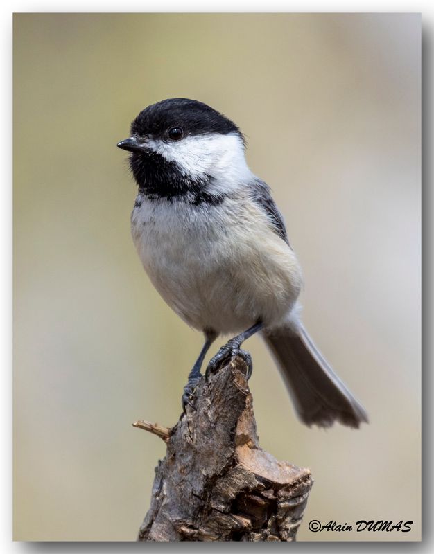 Msanges - Chickadee and Titmouse