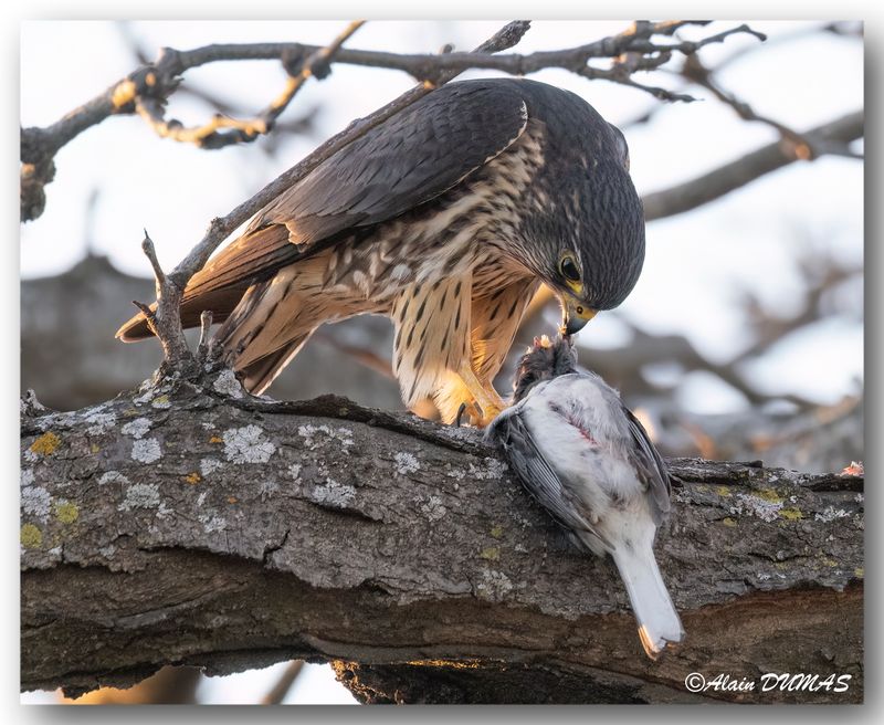 Faucon merillon - Merlin