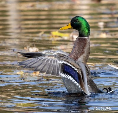 Les Canards - The Ducks