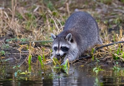 Raccoon 3 Jan 2023 Wakulla Springs SP Wakulla Co FL GregDJackson-11.jpg