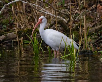WHIB ad 3 Jan 2023 Wakulla Springs SP Wakulla Co FL GregDJackson-3.jpg