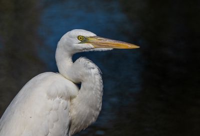 Great White Heron 2 Jan 2023 Gulf SP Baldwin Co AL GregDJackson-9266.jpg