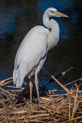 Great White Heron 2 Jan 2023 Gulf SP Baldwin Co AL GregDJackson-9272.jpg