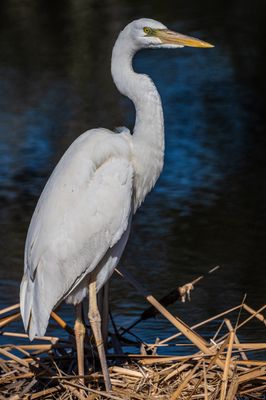 Great White Heron 2 Jan 2023 Gulf SP Baldwin Co AL GregDJackson-9285.jpg