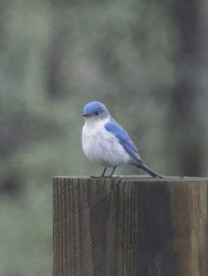 EABL leucistic x2 Chelsea Shelby Co AL GregDJackson-10.jpg
