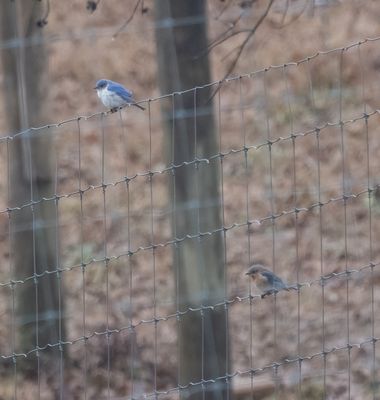 EABL leucistic x2 Chelsea Shelby Co AL GregDJackson-3.jpg