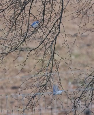 EABL leucistic x2 Chelsea Shelby Co AL GregDJackson-4.jpg