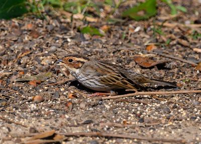 Little Bunting 16 Mar 2023 Pensacola Escambia Co FL GregDJackson -0858_1-2.jpg