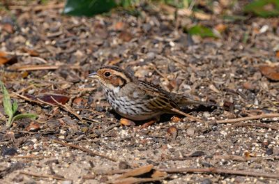 Little Bunting 16 Mar 2023 Pensacola Escambia Co FL GregDJackson -0946_3.jpg
