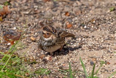 Little Bunting 16 Mar 2023 Pensacola Escambia Co FL GregDJackson -1126_3.jpg
