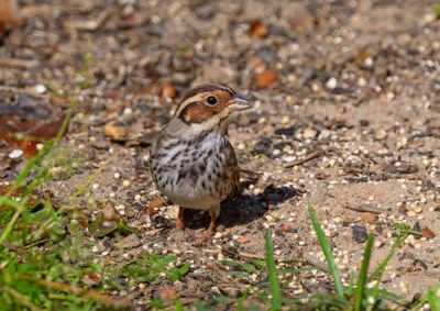 Little Bunting 16 Mar 2023 Pensacola Escambia Co FL GregDJackson -1154_5.jpg