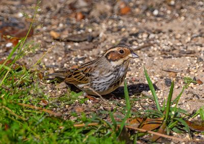 Little Bunting 16 Mar 2023 Pensacola Escambia Co FL GregDJackson -1236_3.jpg