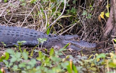 Am Alligator 3 Jan 2023 Wakulla Springs SP Wakulla Co FL GregDJackson-15.jpg