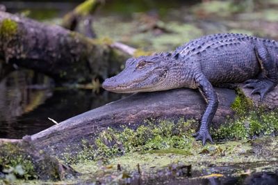 Am Alligator 3 Jan 2023 Wakulla Springs SP Wakulla Co FL GregDJackson-2.jpg