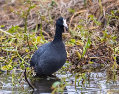 Am Coot 3 Jan 2023 Wakulla Springs SP Wakulla Co FL GregDJackson-16.jpg