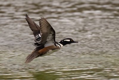 HOME male 3 Jan 2023 Wakulla Springs SP Wakulla Co FL GregDJackson-17.jpg