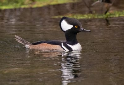 HOME male 3 Jan 2023 Wakulla Springs SP Wakulla Co FL GregDJackson.jpg