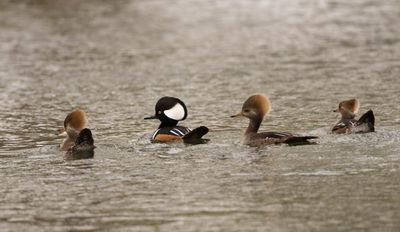 HOME males & fem 3 Jan 2023 Wakulla Springs SP Wakulla Co FL GregDJackson-19.jpg