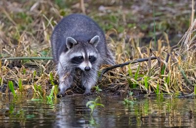 Raccoon 3 Jan 2023 Wakulla Springs SP Wakulla Co FL GregDJackson-10.jpg