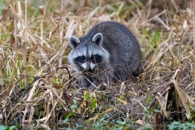 Raccoon 3 Jan 2023 Wakulla Springs SP Wakulla Co FL GregDJackson-8.jpg