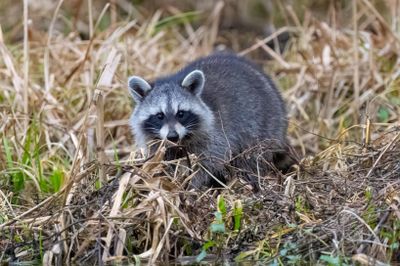 Raccoon 3 Jan 2023 Wakulla Springs SP Wakulla Co FL GregDJackson-9.jpg
