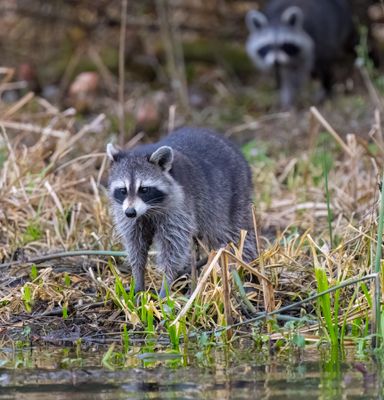 Raccoons 3 Jan 2023 Wakulla Springs SP Wakulla Co FL GregDJackson-7.jpg