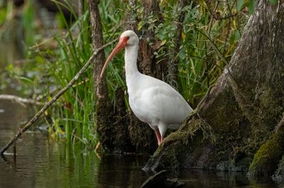 WHIB ad 3 Jan 2023 Wakulla Springs SP Wakulla Co FL GregDJackson-5.jpg