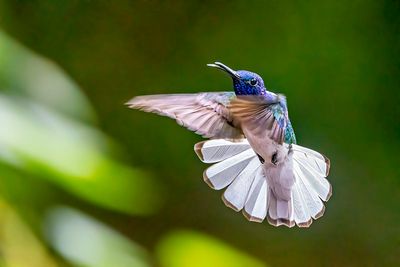 White-necked Jacobin -- male