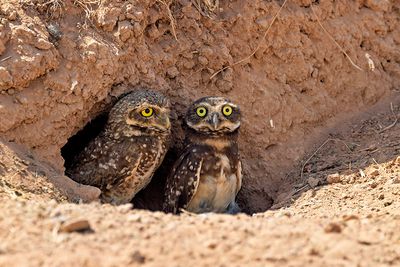 Burrowing Owl (Athene cunicularia)