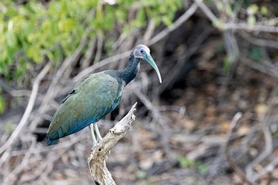 Green Ibis (Mesembrinibis cayennensis)